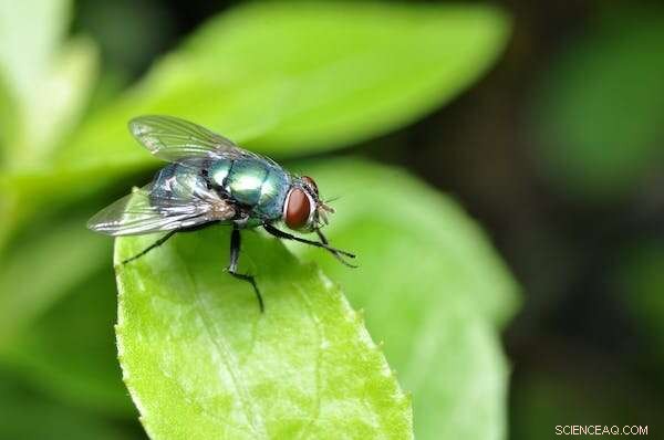 Investigating Human Remains in Suitcases: Forensic Insights from Insect Evidence