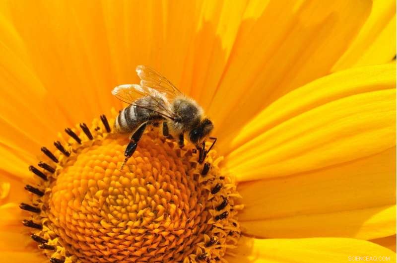 Prioritizing Biodiversity Conservation: Protecting Bees and Ecosystems
