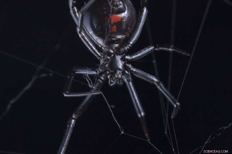 Unmasking Spider Rumors: How False Stories Reveal the Global Spread of Misinformation