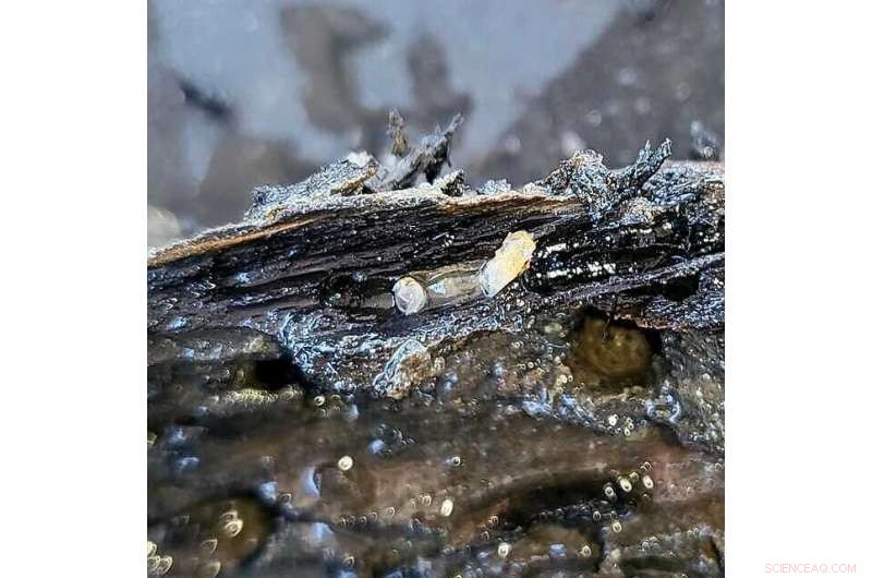 Scientists Warn: Shipworms Threaten Captain Cook s Endeavour Wreck