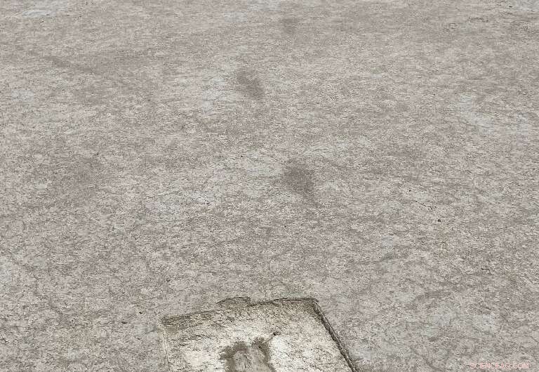 Ice Age Footprints Reveal Secrets of North America s First Humans