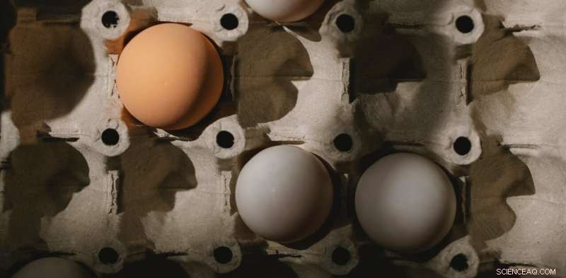Why Australia Is Facing an Egg Shortage: Free‑Range Trends & Short Winter Days