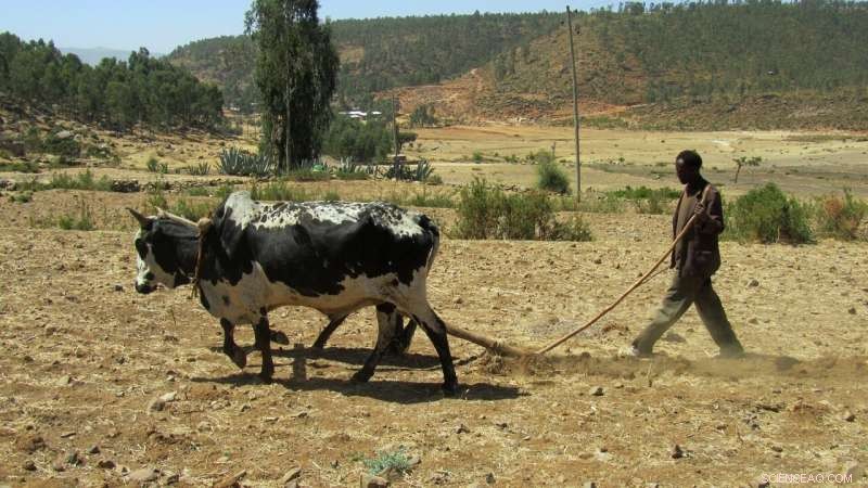 Gender Disparities in Resource Value and Decision-Making in Ethiopian Farming: New Study Findings