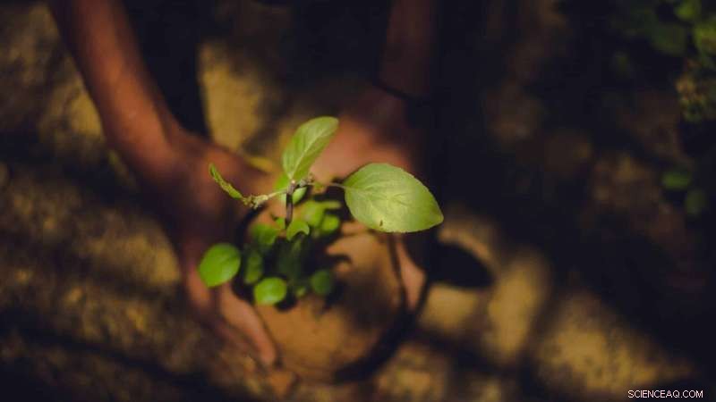 Guidelines for Tree Planters: Promoting Environmental Justice Through Strategic Planting