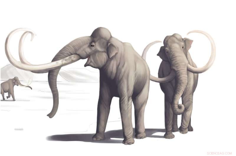 New Mexico Mammoth Remains Provide Strongest Proof of Early Human Presence in North America