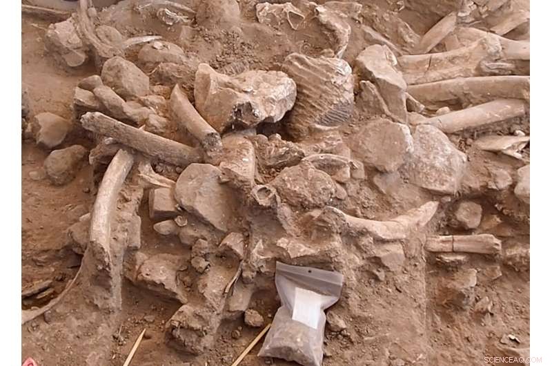 New Mexico Mammoth Remains Provide Strongest Proof of Early Human Presence in North America