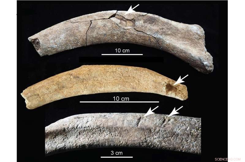 New Mexico Mammoth Remains Provide Strongest Proof of Early Human Presence in North America