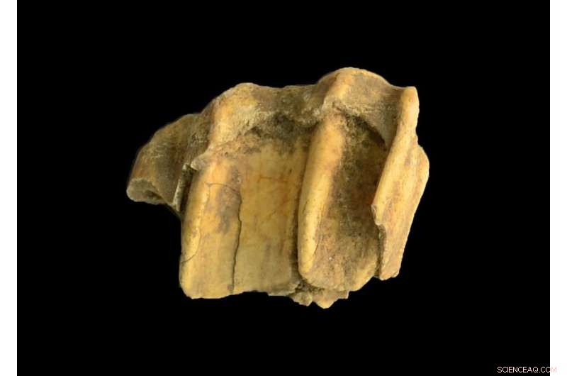 Ancient Horse DNA Confirms Shipwreck Theory Behind Assateague s Wild Horses