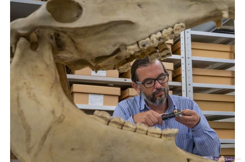 Ancient Horse DNA Confirms Shipwreck Theory Behind Assateague s Wild Horses