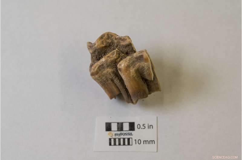 Ancient Horse DNA Confirms Shipwreck Theory Behind Assateague s Wild Horses
