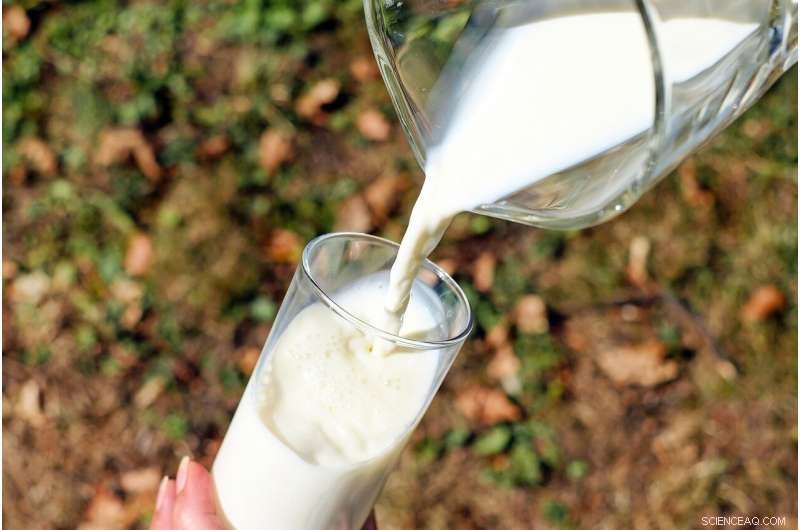 Lactose Tolerance in Europe: How Famine and Disease Shaped Milk Consumption Over 9,000 Years