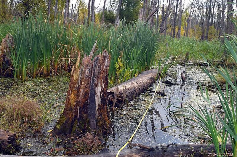 New Study Reveals Cahokia s North Plaza Likely Perennially Flooded