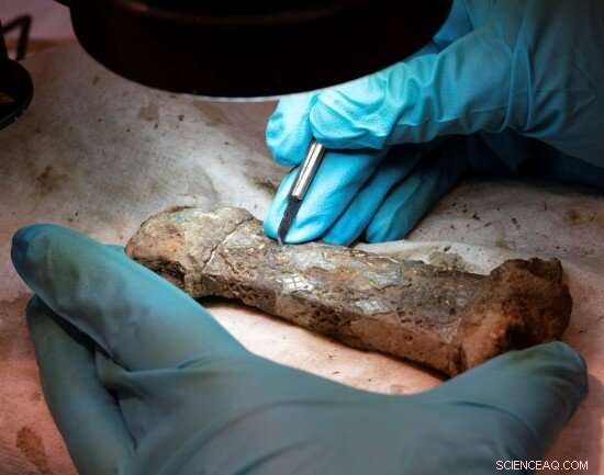 Rare Viking Sword Illuminates New Insights into North Sea Voyages