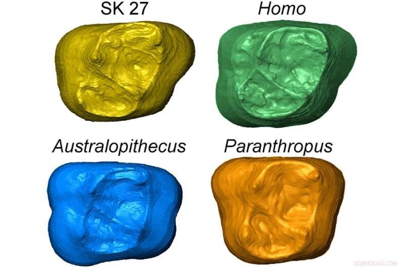 New Fossil Tooth Study Identifies Earliest Humans in Southern Africa