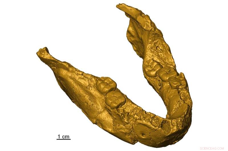 New Fossil Tooth Study Identifies Earliest Humans in Southern Africa