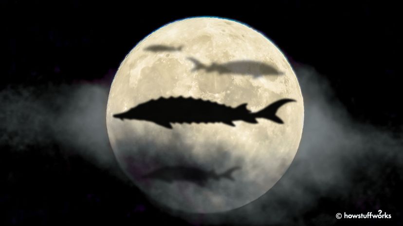 Discover Why August s Full Moon is Called the Sturgeon Moon