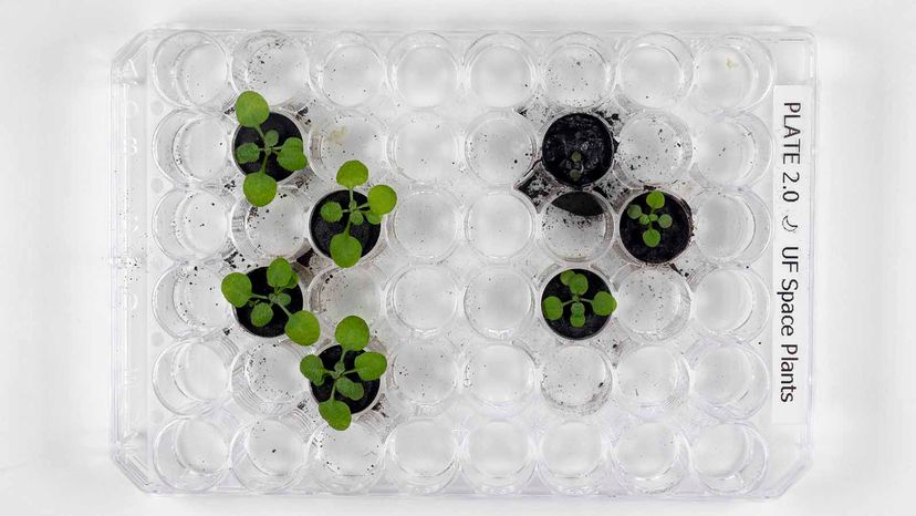 Scientists Grow Plants in Lunar Soil, Milestone in Space Agriculture