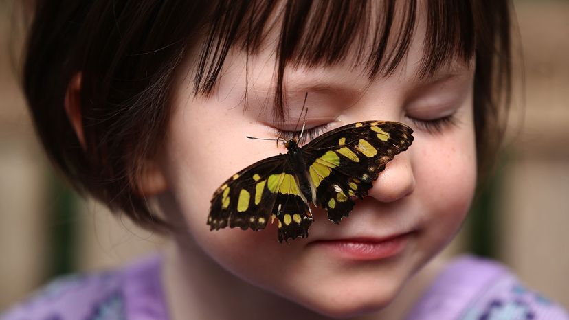 Understanding the Butterfly Effect: Common Misconceptions Explained