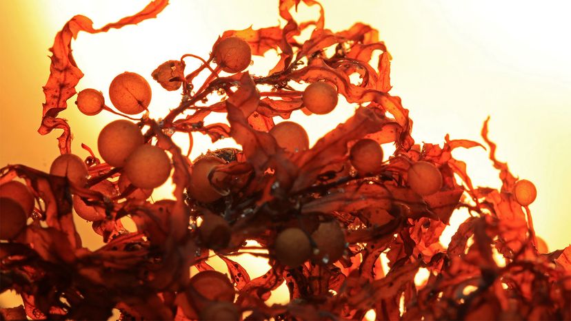 Harnessing Sinking Seaweed to Lock Carbon and Combat Climate Change