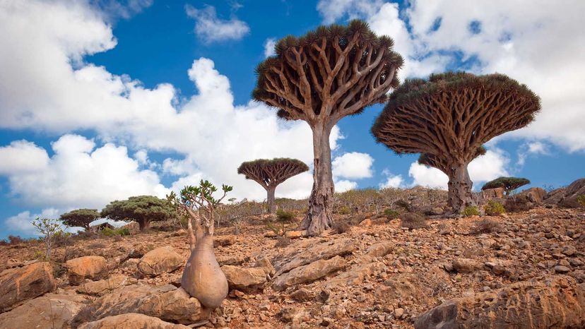 Socotra: The Indian Ocean’s Unique ‘Galapagos’ – Discover Its Exotic Biodiversity