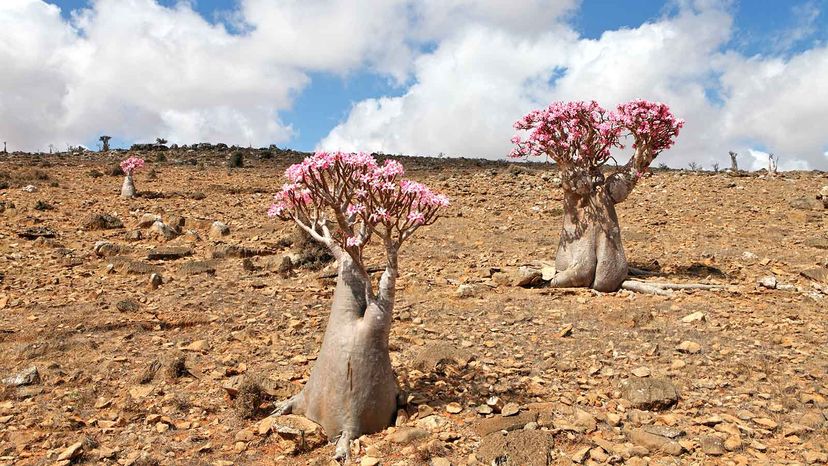 Socotra: The Indian Ocean’s Unique ‘Galapagos’ – Discover Its Exotic Biodiversity