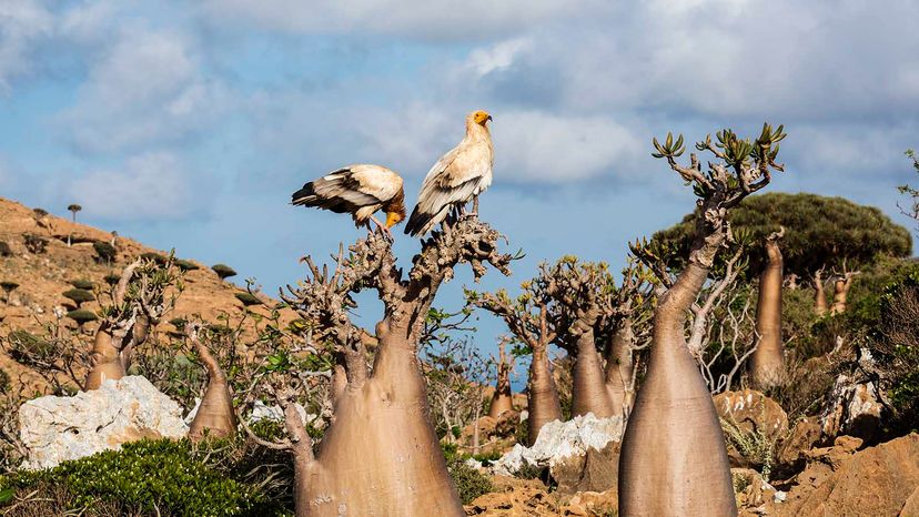 Socotra: The Indian Ocean’s Unique ‘Galapagos’ – Discover Its Exotic Biodiversity