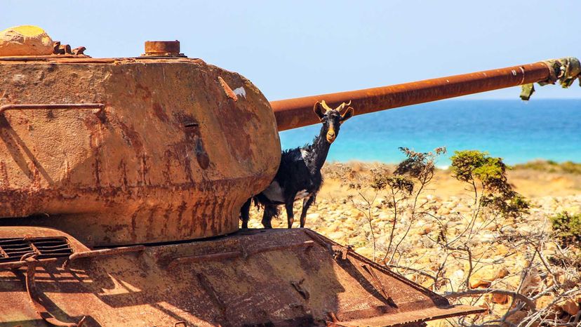 Socotra: The Indian Ocean’s Unique ‘Galapagos’ – Discover Its Exotic Biodiversity