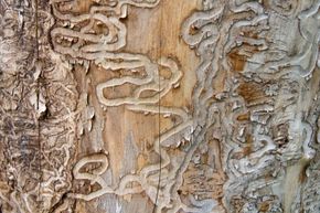 The Hidden Threat: How Invasive Species Damage Ecosystems