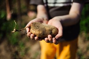 The Science Behind Organic Insecticides: How They Protect Crops Safely