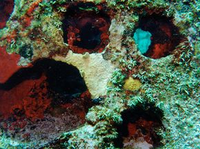 Understanding Natural Burial: Process, Benefits, and How It Works