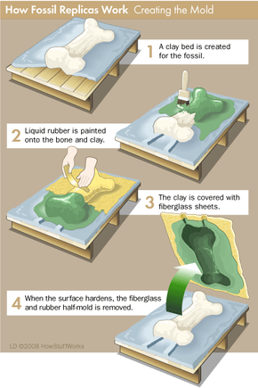 Discover How Fossil Replicas Like the Argentinosaurus Are Created