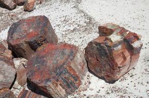 Scientists Reveal Soft Tissue in Dinosaur Fossils—A Groundbreaking Discovery