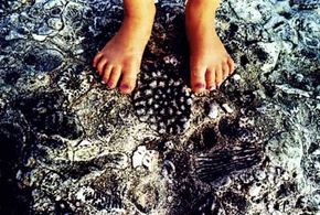 Scientists Reveal Soft Tissue in Dinosaur Fossils—A Groundbreaking Discovery