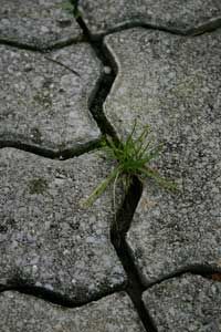 Understanding Green Pavement: How It Reduces Pollution and Saves Water