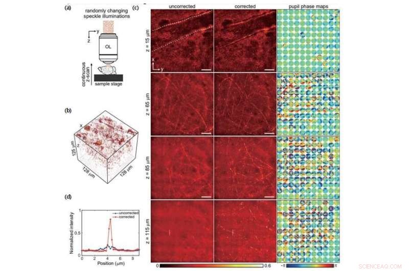 High-Throughput 3D Adaptive Optical Imaging Enabled by a Novel Compressed Time-Reversal Matrix Microscope