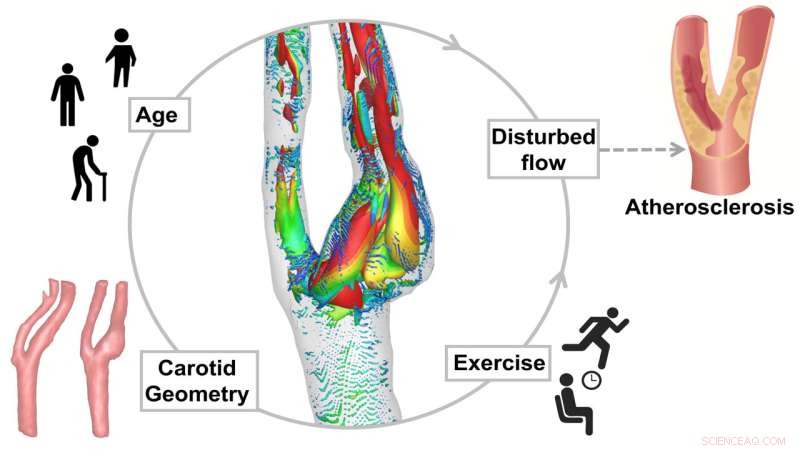 Simulating the Impact of Exercise, Age, and Carotid Geometry on Plaque Formation in Arteries
