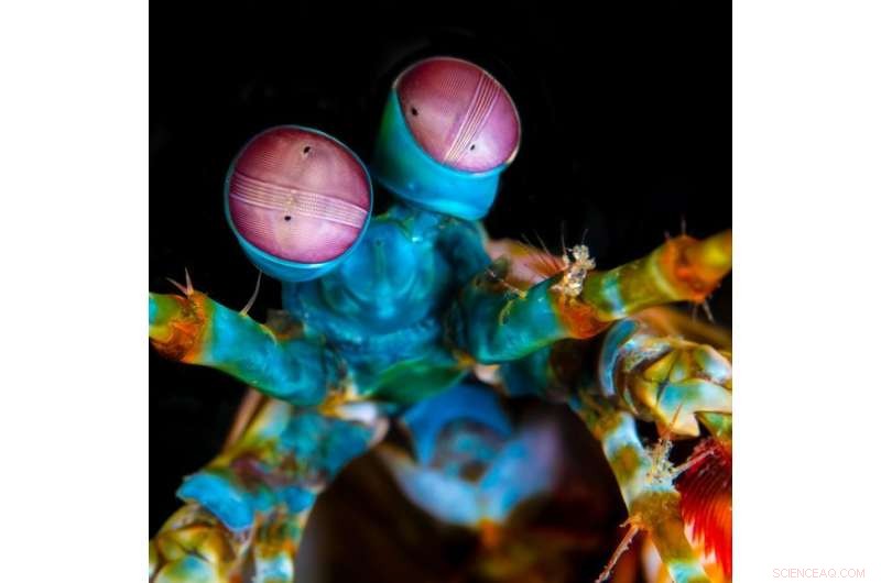 Compact Near‑Infrared Sensor Reveals Hidden Details for Industry and Agriculture