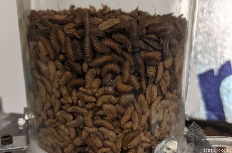 Optimizing Airflow to Maximize Black Soldier Fly Larvae for Sustainable Food Production