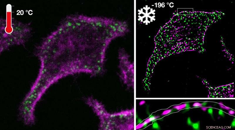Using Cryogenic Cooling to Enhance Fluorescence Microscopy