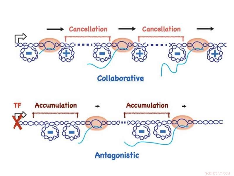 Unveiling the Role of DNA Supercoiling in RNA Polymerase Dynamics and Transcription Speed