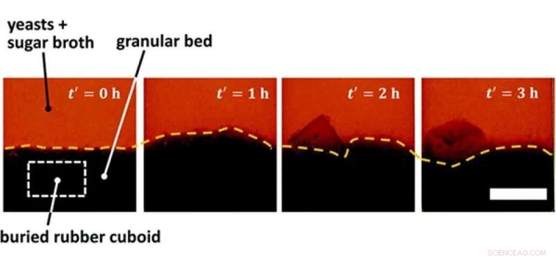 Yeast-Generated Bubbles Lift Buried Objects: The Microbial Brazil Nut Effect Explained