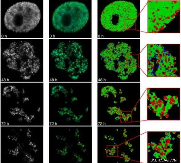 Using Fluorescence Lifetime Imaging to Probe DNA Compaction and Gene Activity