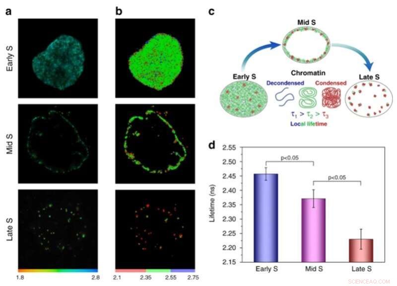 Using Fluorescence Lifetime Imaging to Probe DNA Compaction and Gene Activity