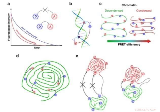 Using Fluorescence Lifetime Imaging to Probe DNA Compaction and Gene Activity