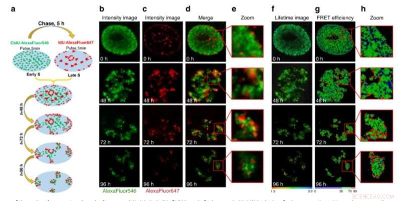 Using Fluorescence Lifetime Imaging to Probe DNA Compaction and Gene Activity