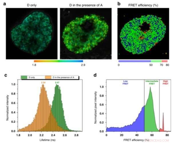 Using Fluorescence Lifetime Imaging to Probe DNA Compaction and Gene Activity