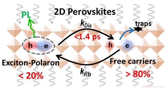 Ultrafast, High-Yield Polaronic Exciton Dissociation in 2D Perovskites