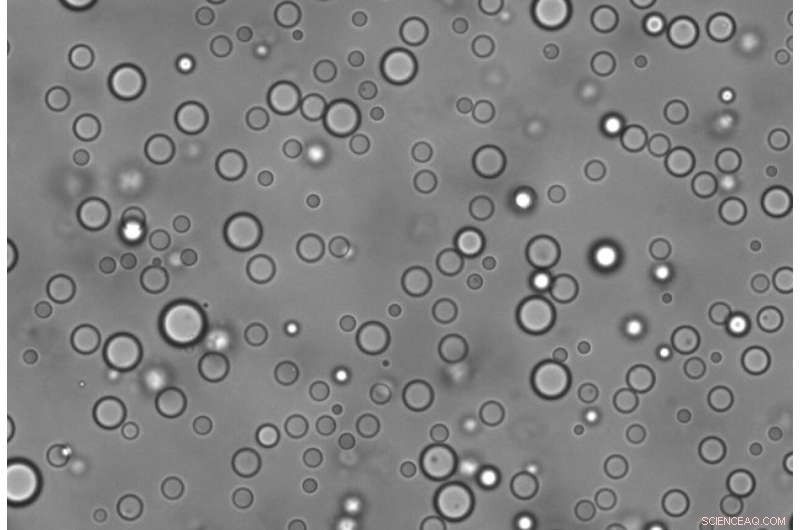 Study Reveals Key Properties of Protein–RNA Liquid Droplets