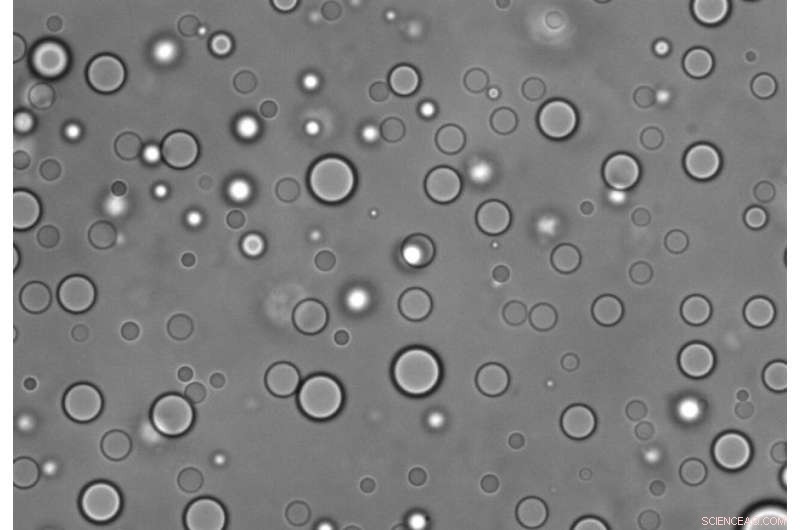 Study Reveals Key Properties of Protein–RNA Liquid Droplets