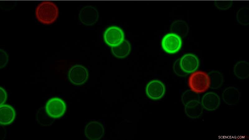U. Illinois & GSK Engineer Durable Fluorescent Nanodiamonds for Microscopy Calibration